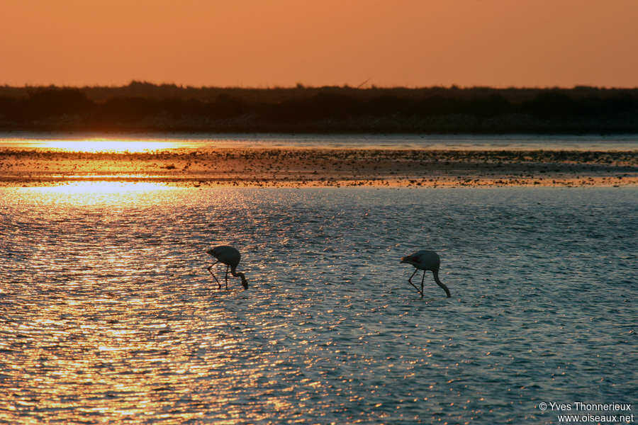 Greater Flamingo