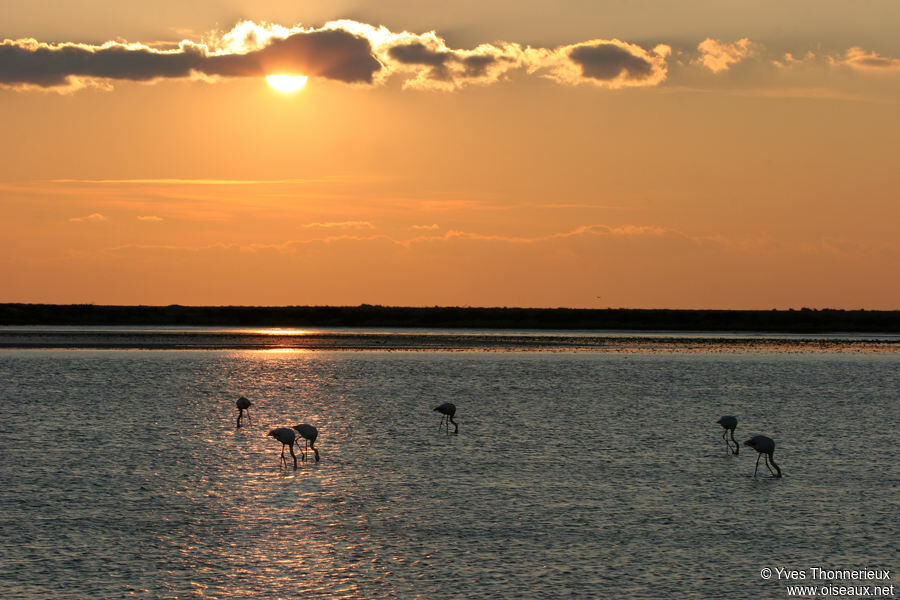 Greater Flamingo