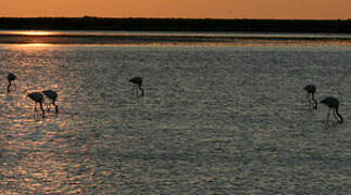 Flamant rose