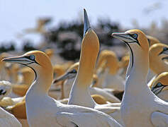 Cape Gannet