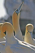 Cape Gannet