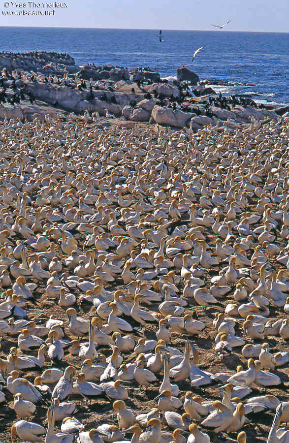 Cape Gannet