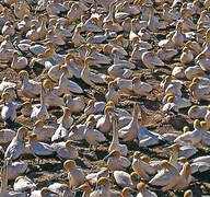 Cape Gannet