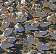 Cape Gannet