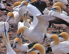 Cape Gannet