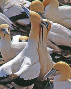 Cape Gannet