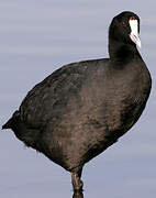 Red-knobbed Coot