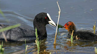 Eurasian Coot