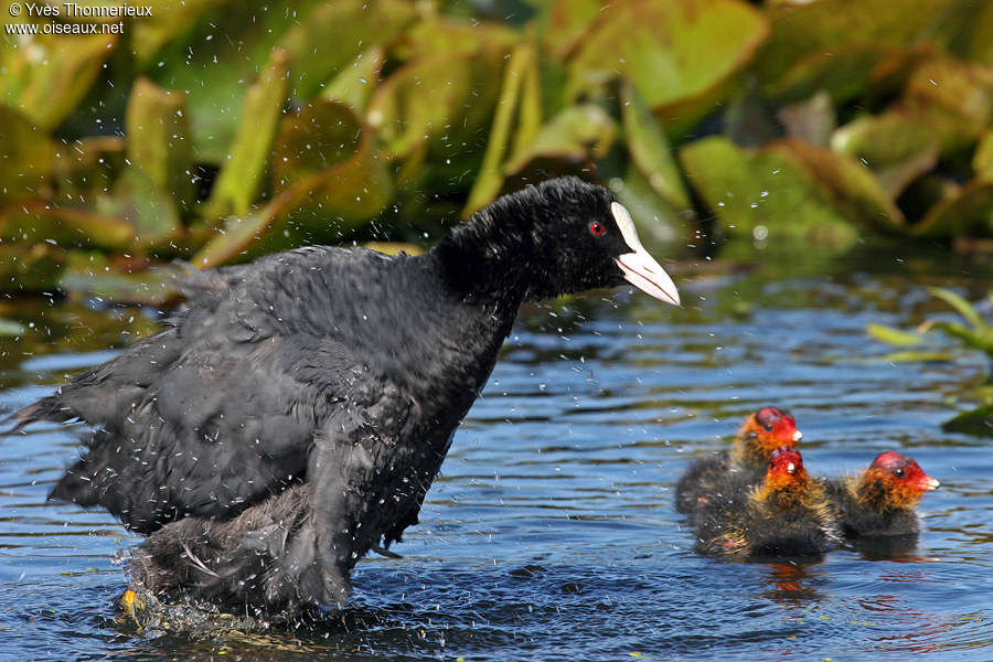 Eurasian Coot