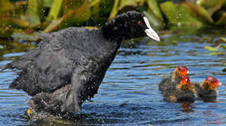 Eurasian Coot