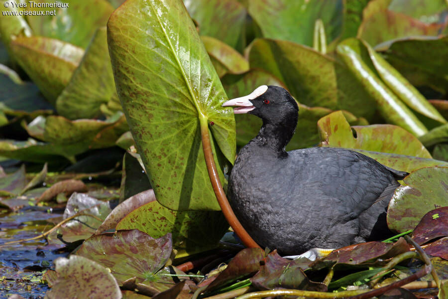 Eurasian Cootadult