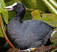 Eurasian Coot