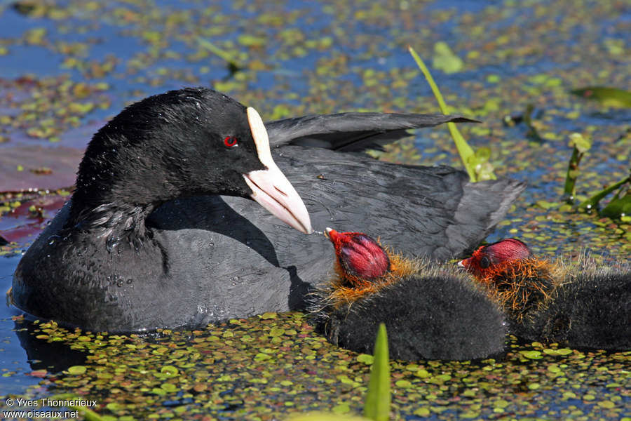 Eurasian Cootadult