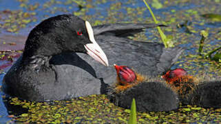 Eurasian Coot