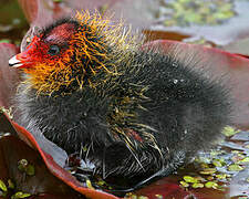 Eurasian Coot