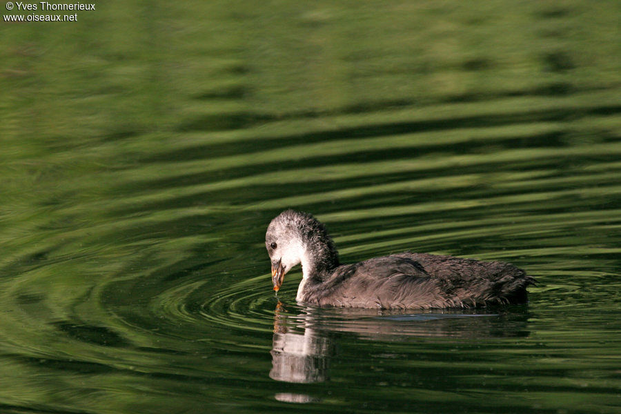 Foulque macroulejuvénile