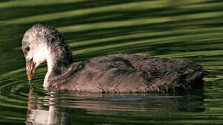 Eurasian Coot