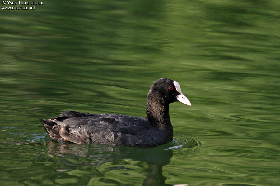 Foulque macrouleadulte