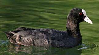 Eurasian Coot