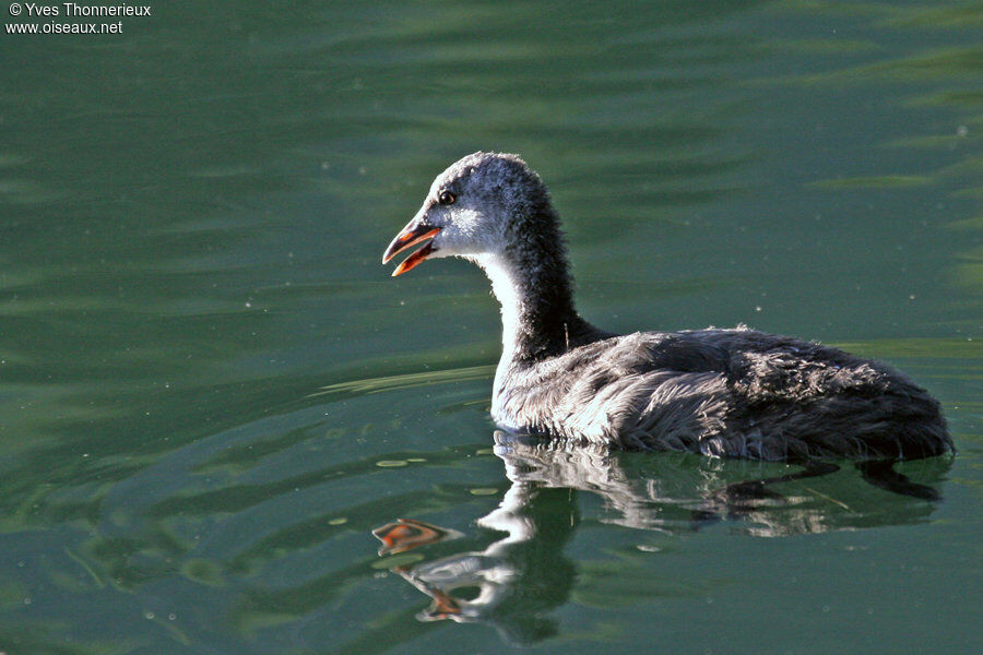 Foulque macroulejuvénile