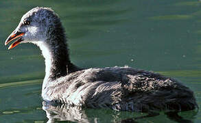 Eurasian Coot