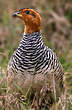 Francolin coqui