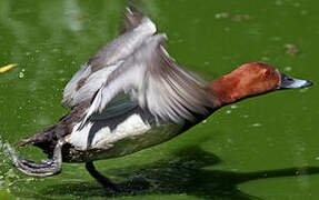 Common Pochard