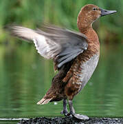 Common Pochard