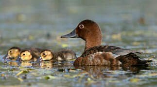 Common Pochard