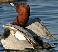 Common Pochard