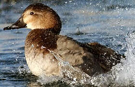 Common Pochard