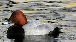 Common Pochard