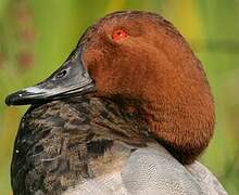 Common Pochard