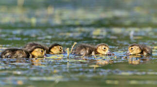 Common Pochard