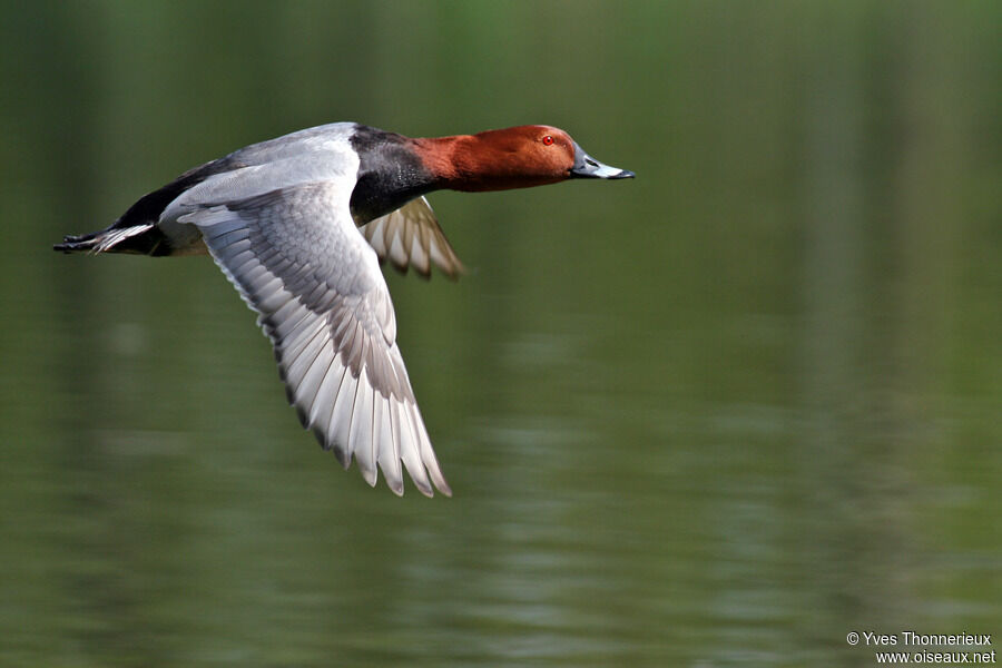 Common Pochard