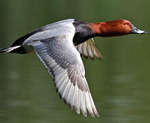 Common Pochard