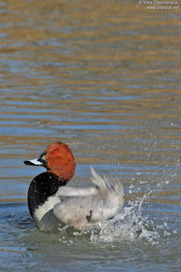 Common Pochard male