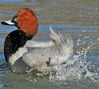 Common Pochard