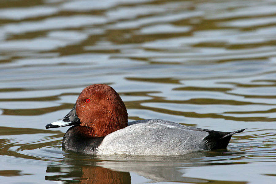 Common Pochard