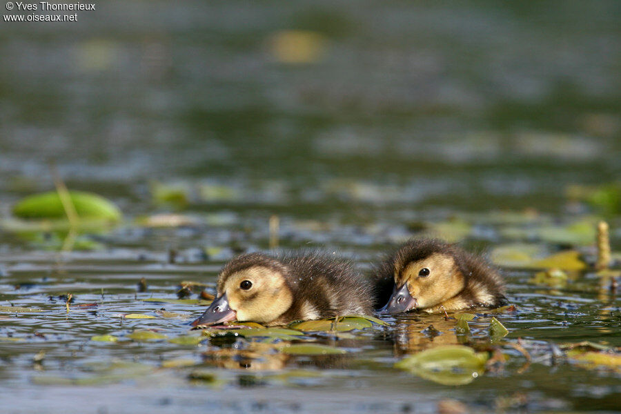 Common Pochard