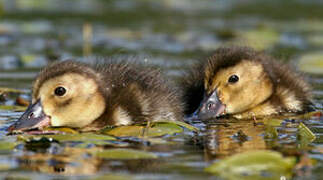 Common Pochard