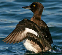 Tufted Duck