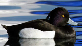 Tufted Duck