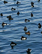 Tufted Duck