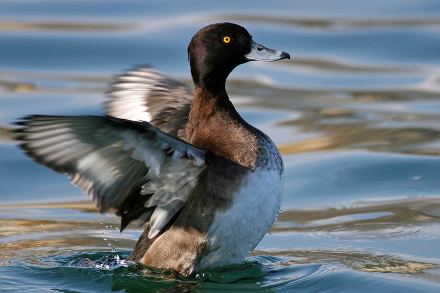 Tufted Duck