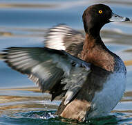 Tufted Duck