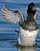 Tufted Duck