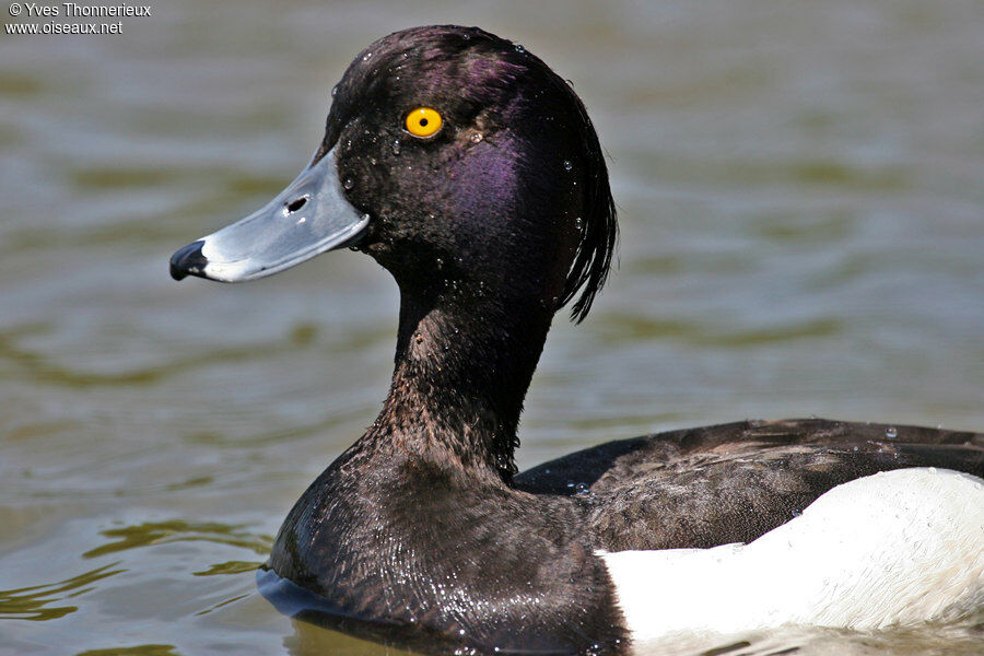 Tufted Duck