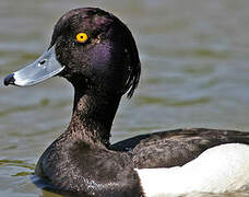 Tufted Duck