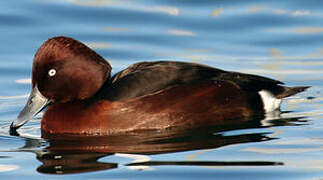 Ferruginous Duck